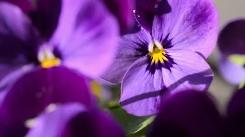 Horned pansy (Viola cornuta) Stock Footage 12456661