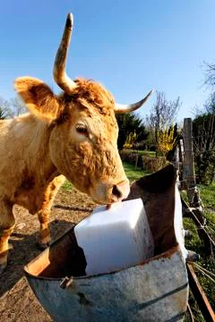 Horned Stock Photos