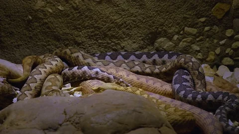 Horned pit vipers  Stock Footage 145260697