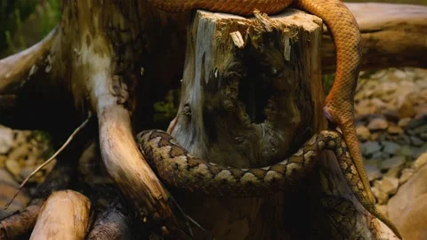 Horned pit vipers mating Stock Footage 134913100