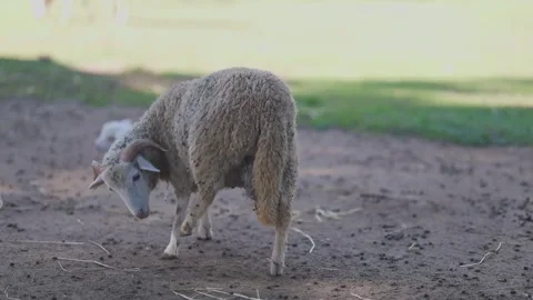 Horned ram sheep scratching its back in a farm pasture Stock Footage 323194140