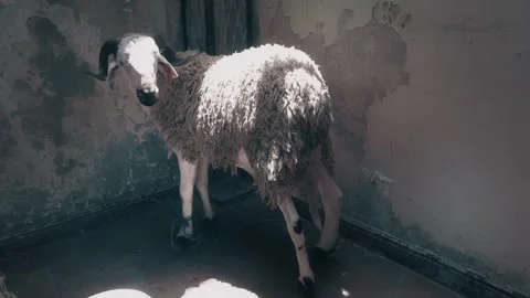 Horned Ram Tied In Sunlit Rustic Room For Eid Al-Adha Vídeo Stock 340400336