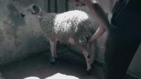 Horned Ram Tied In Sunlit Rustic Room For Eid Al-Adha Vídeo Stock 340400386