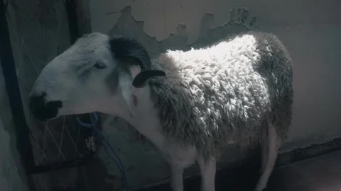 Horned Ram Tied In Sunlit Rustic Room For Eid Al-Adha Видео 340400433