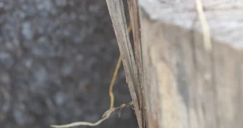Horned Scarab Beetle Dropping from Tree Stump to Gravel Ground Stock Footage 336116233