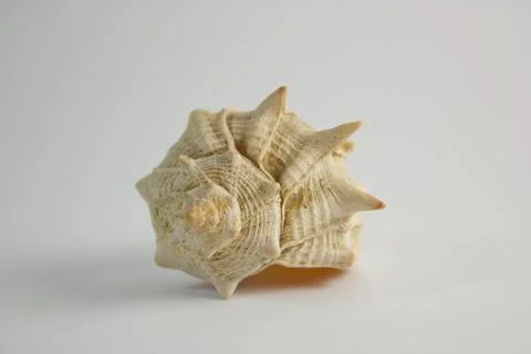 Horned sea shell Stock Photos