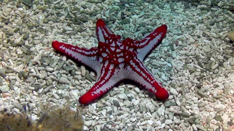 Horned sea star Stock Footage 36583337