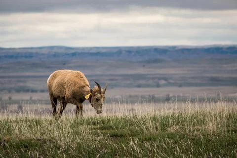 Horned Sheep Stock Photos