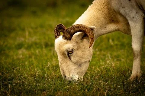 Horned Sheep Foto stock