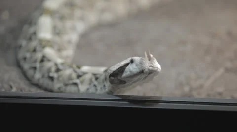 Horned Snake c Stock Footage 24345906