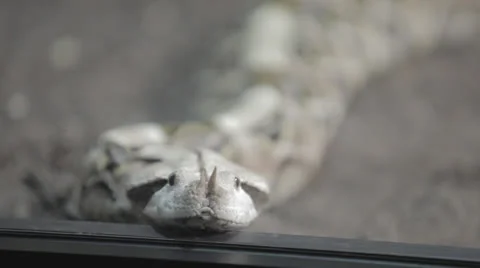 Horned Snake explores case glass b Stock-Footage 24346889