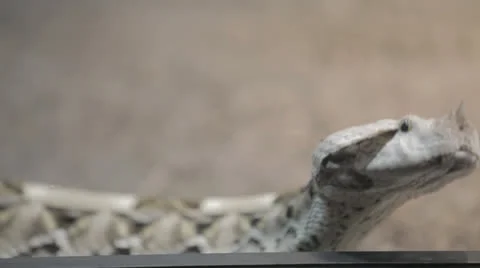 Horned Snake explores case glass d Stock Footage 24348372