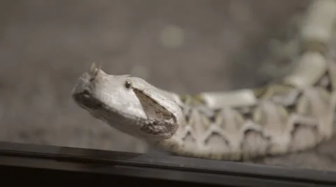 Horned Snake Stock Footage 24343913