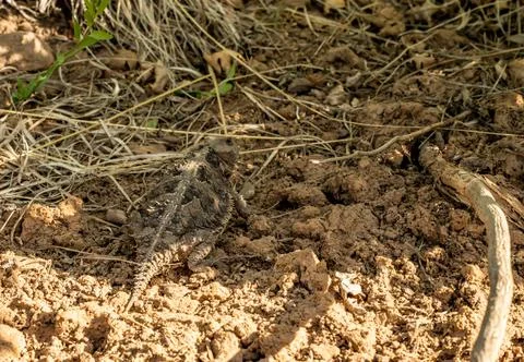 Horned Toad Crawls Over Sandy Trail Stock Photos