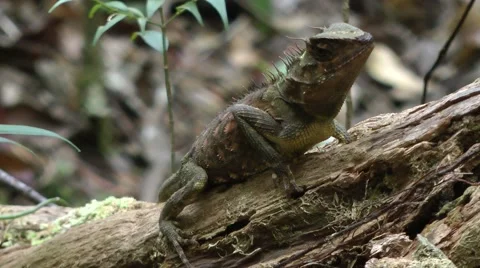 Horned Tree lizard, Malaysia Video stock 64856451