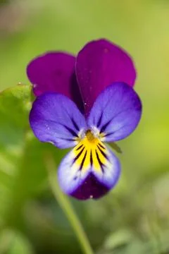 Horned violet Foto stock