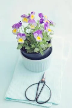 Horned violet Stock Photos