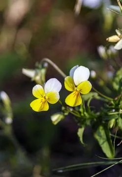 The horned violet Stock Photos