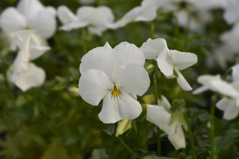 Horned violet Stock Photos
