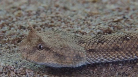 A Horned Viper Stock Footage 117290970