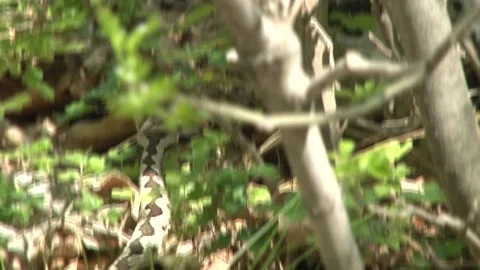 Horned viper Stock Footage 131563553