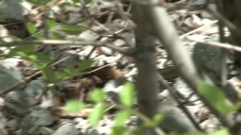 Horned viper in the grass Stock Footage 131563556