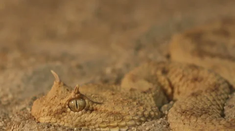 Horned Viper in Sand Stock-Footage 45235557