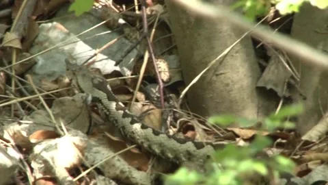 The horned viper slips through the rocks Stock Footage 140915201