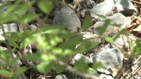 The horned viper slips through the rocks Stock Footage 140915244