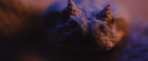 Horned viper snake lying under ultraviolet light, taking out its tongue Stock Footage 129102691