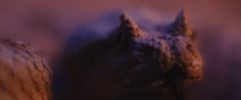 Horned viper snake lying under ultraviolet light, taking out its tongue Stock Footage 129102772