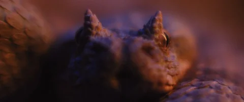 Horned viper snake lying under ultraviolet light while looking at the camera Stock Footage 129102865