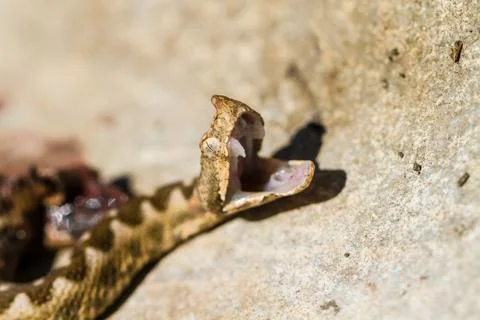 Horned viper snake Stock Photos