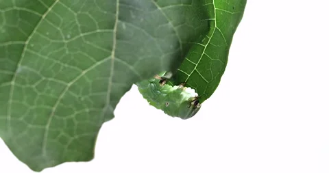 Horned worm Stock Footage 139077200