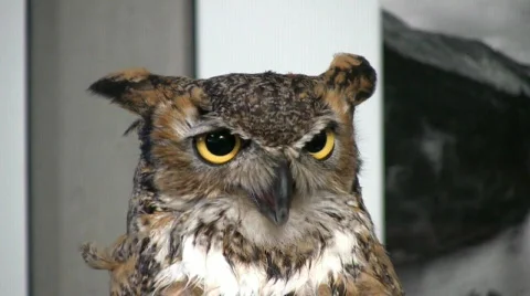 HornedOwlTwo Stock Footage 308586