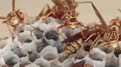 Hornests in Nest Video stock 8929341