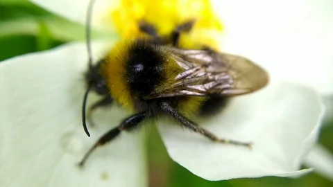 The hornet and the dog rose - 1 Video stock 110638053