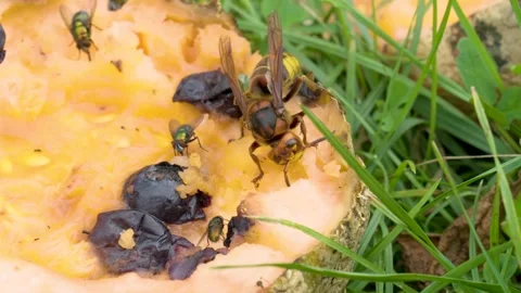 Hornet and fly Stock Footage 278644090