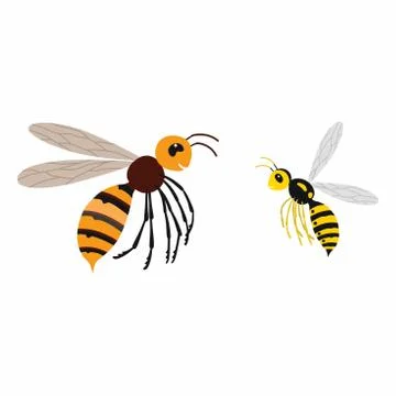Hornet and wasp, differences. Vector illustration isolate. Stock Illustration