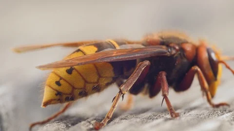 Hornet Animal Insect pest super close up slow motion side Stock Footage 90476053