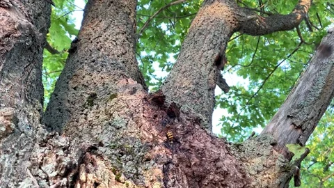 A hornet attacks butterflies in a tree. Stock Footage 221141419