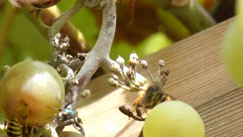 Hornet bee Stock Footage 138750802