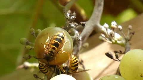 Hornet bee Stock Footage 138750861