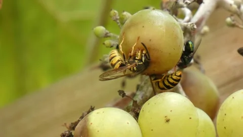 Hornet bee Stock Footage 138751043