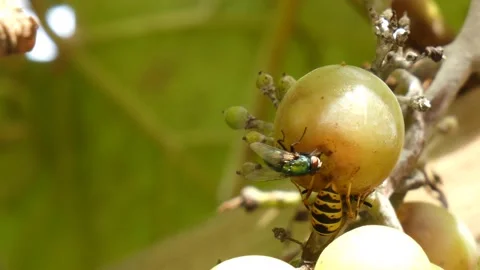 Hornet bee Stock Footage 138751050