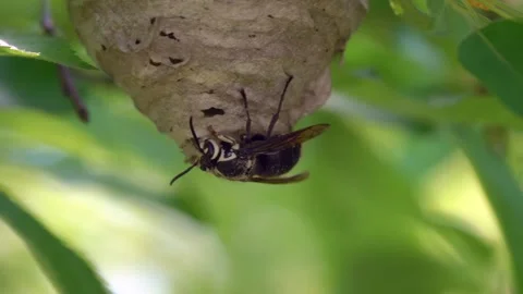 Hornet Building Nes on Tree Banch in Spring Stock Footage 335407898
