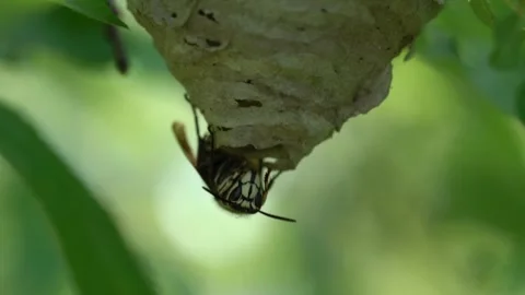 Hornet Building a Nest on Tree Branch in Spring Stock Footage 335391026