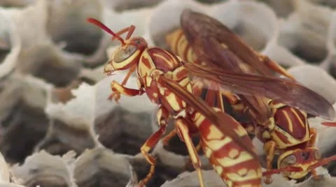 Hornet Cleaning Itself Stock Footage 8929356