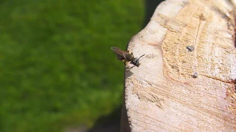 Hornet Cleaning Itself Stock Footage 22841508