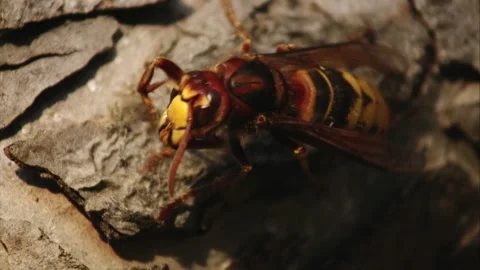 Hornet cleaning itself Stock Footage 311918352